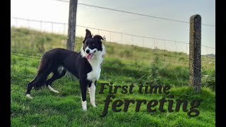 lurchers first time ferreting [upl. by Atika]