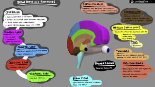 Brain Structure and Function  3D Animation [upl. by Leunas]