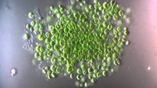 Chlorella  Chlorophyta  1250x [upl. by Yelnikcm]