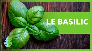 BIENFAITS du BASILIC 🌱 Propriétés Médicinales et Usages Culinaires [upl. by Tchao]