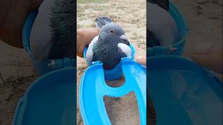 Pigeon treatment 😲🕊️😲 pigeon birds kabutar [upl. by Eseerehs]