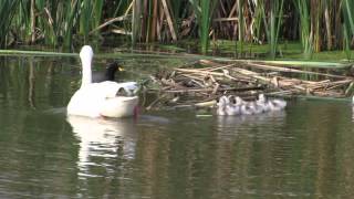 CoscorobaCoscoroba Swan  Silvia Loiacono [upl. by Loesceke552]