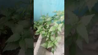 DAUN KUMIS KUCING khasiat dan kegunaanya shotrs [upl. by Yderf]