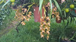 Cymbidium híbrido quottipo Cascadequot [upl. by Oswal]