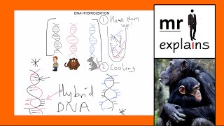 mr i explains How DNA Hybridization works [upl. by Neirad]