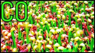 Darlingtonia Californica Cobra Lily Care Guide carnivorous plant  Episode 5 [upl. by Ellerrehs847]