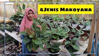 Makoyana ada berapa macam   4 jenis makoyana 🌱‼️⁉️ [upl. by Yreneh]