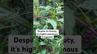 What Is Pokeweed Apocalyptic Plant [upl. by Daisie]