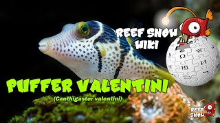 Reef Show Wiki Puffer Valentini [upl. by Sunev880]