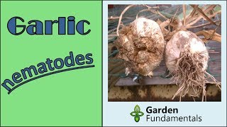 Garlic Nematodes Bloat  A real threat to your garlic crop [upl. by Otina]