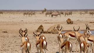 Waterhole Action at Etosha Namibia [upl. by Letsirk]