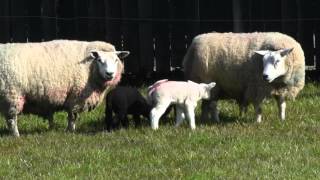 Baby Lambs Playing [upl. by Ihcur]