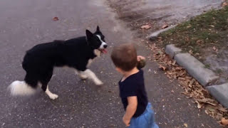 Border Collie and baby playing fetch [upl. by Annai]