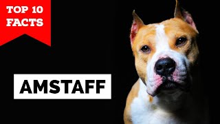 American Staffordshire Terrier  Top 10 Facts Amstaff [upl. by Sardse]