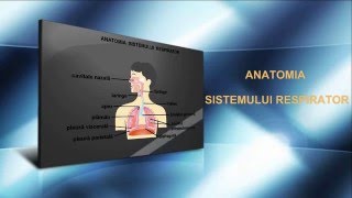 Lecția 29 Anatomia sistemului respirator [upl. by Cedell]