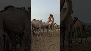 Camels fighting scene animals camel vlogs shorts shortvideo camellife fighting [upl. by Jude]