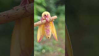 Winner of the most adorable moth awards Rosy Maple Moth [upl. by Maze]