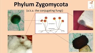 Zygomycota [upl. by Zanlog]