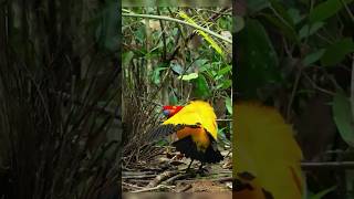 Dazzling Love Dance Flame Bowerbird courtshipdisplay nature birdwatching [upl. by Tap]