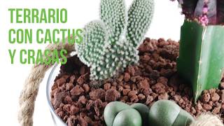 DIY Terrario de cactus [upl. by Annuahs]