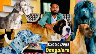 Exotic dog breeds in Bangalore  Dog Kennel  Kumar Explore  Kannada Vlog  Puppies for sale [upl. by Eellehs]