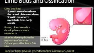 06 Somites and Muscle Development [upl. by Nisaj]