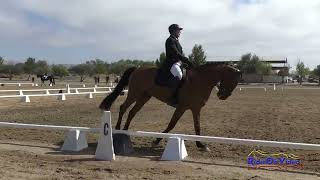 266D Matthew Walley on Guess Who Open Novice Dressage Twin Rivers Ranch Sept 2024 [upl. by Alansen]