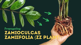 ZZ Plant Propagation Easiest Method [upl. by Onaireves109]