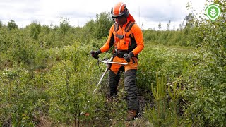 Uutta tukea taimikonhoitoon  Metsälehti [upl. by Anitsud192]