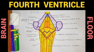 Fourth Ventricle Floor  Ventricles of Brain  3 [upl. by Ecnarf]