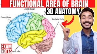 functional area of cerebrum anatomy 3d  anatomy of cerebral cortex functional area of brain [upl. by Alda251]