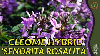 CLEOME HYBRID Information Description amp More SENORITA ROSALITA [upl. by Ernie]