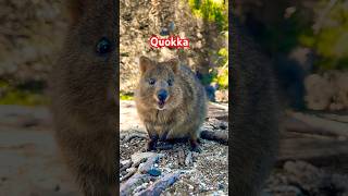 2021 Proof Silver Quokka Perth coin Mint quokka rottnestisland perthmint silvercoins silver [upl. by Neerihs]