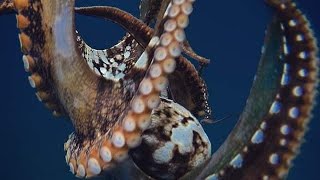 Catching OctopusTako Diving For Ulua Fishing Hawaii SpearfishingHawaii Fishing 2018 [upl. by Donaldson]