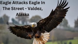 Eagle Attacks Eagle In Front Of Me [upl. by Auot830]