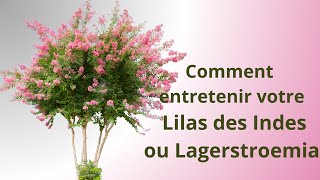 Comment entretenir votre Lilas des Indes ou Lagerstroemia [upl. by Arahsat]