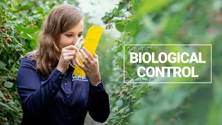 Why using biological control in crops [upl. by Ashbaugh]