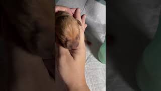 NEW BORN “Pitbull puppy” [upl. by Ecirual]