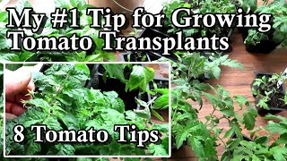 8 Tips on Growing Tomato Seed Starts amp My 1 Tip for Transplant Success A Seed Starting Series [upl. by Anirdnaxela699]