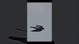 peregrine falcon attacks pigeon trending peregrinefalcon pigeon animals birds youtubeshorts [upl. by Rolyks783]