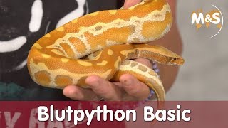 Blutpython  Kurzschwanzpython Basic  Reptil TV Folge 120 [upl. by Holds]