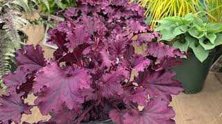 Heuchera Forever® Purple Coral Bells  One of the BEST deep dark purple ruffled Coral Bells [upl. by Naie570]