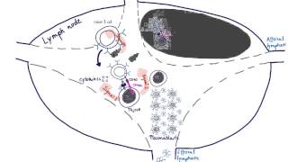 Brandls Basics B cell activation maturation and differentiation [upl. by Batruk861]