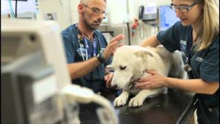 The University of Melbourne Veterinary Hospital video tour [upl. by Artinad479]