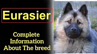 Eurasier Pros and Cons Price How to choose Facts Care History [upl. by Nomal]