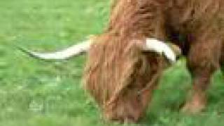 Highland Cattle amp Calf [upl. by Ativoj]