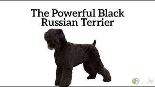 The Powerful Black Russian Terrier [upl. by Paulette]