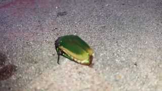 Metallic Green Fig Beetle Cotinus texana Below Fig Tree  Newport Beach Orange County CA [upl. by Gaelan]