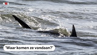 Naar haaien hengelen in de Noordzee [upl. by Antonin]