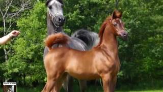 Jood Al Ulia one of the best Arabian fillies on earth [upl. by Siryt]